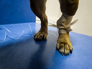 Varrat-, kanül eltávolítás