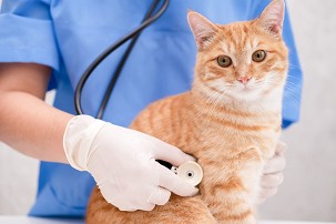 FeLV és FIV szűrés (macska)